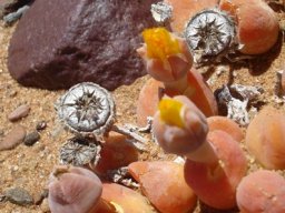 Vanheerdea roodiae buds and past flowers